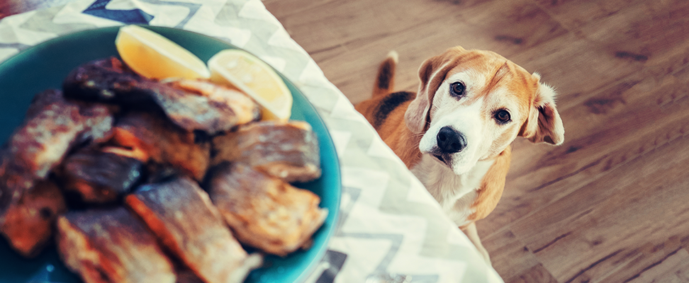 A feast fit for Fido.