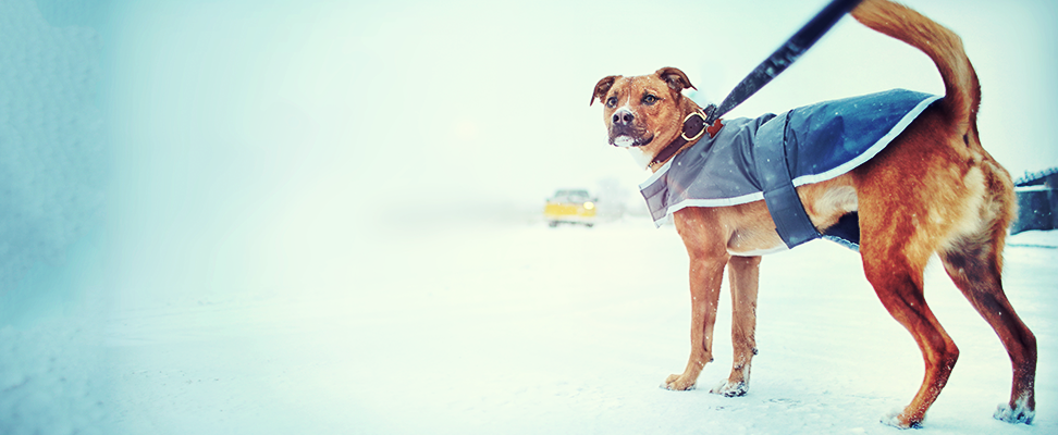 Helping your dog deal with dropping temperatures