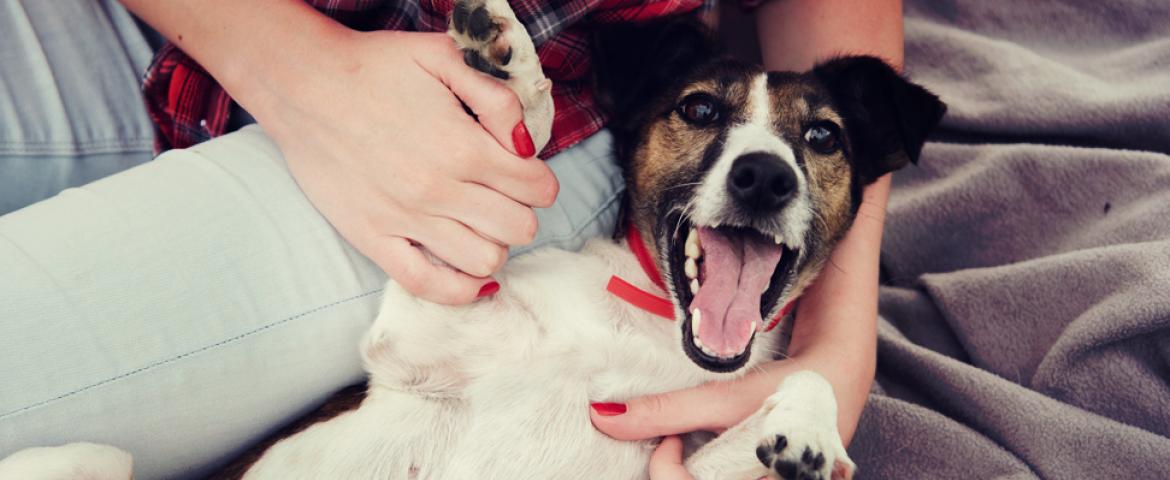grumbly tummies: how to help your dog deal with stomach upset