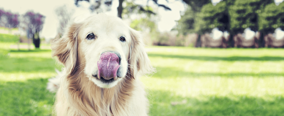 slow down: how to help your dog take his time at mealtime