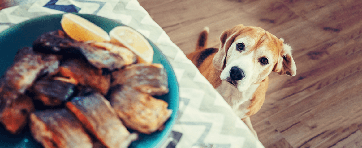 A feast fit for Fido.