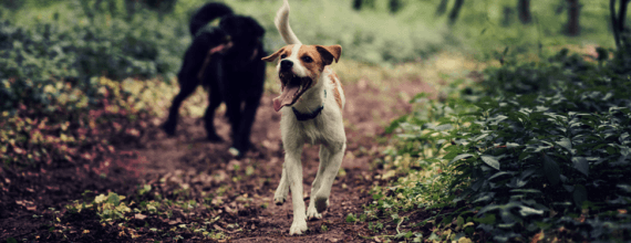 camping with your dog: answer the call of the wild safely