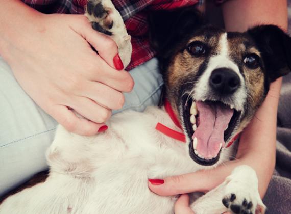 grumbly tummies: how to help your dog deal with stomach upset