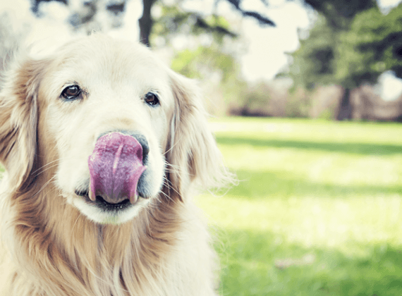 slow down: how to help your dog take his time at mealtime