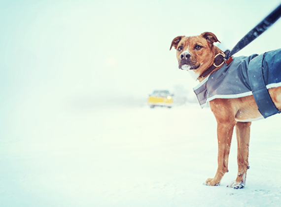 Helping your dog deal with dropping temperatures